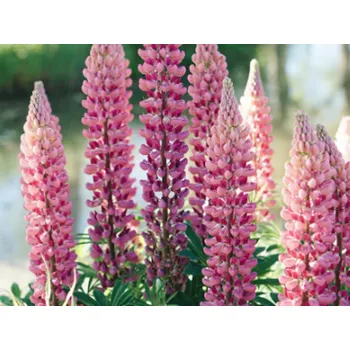 Sazenice Lupina mnoholistá 'The Chatelaine' - Lupinus polyphyllus 'The Chatelaine' Balení: kontejner p12