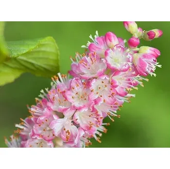 Sazenice Jochovec olšolistý 'Ruby Spice' Balení: kontejner p9