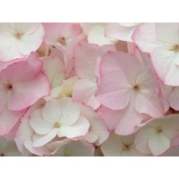 Sazenice Hortenzie velkolistá 'Sabrina' Balení: kontejner p12