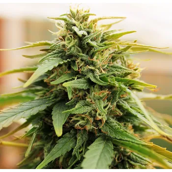 Semeno Doctors Choice - Deepforest Super Auto 5 ks