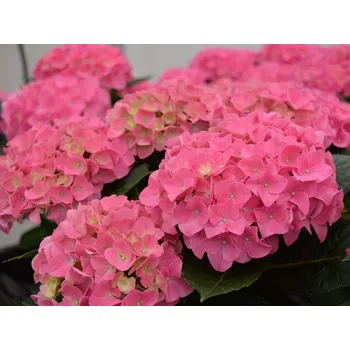Sazenice Hortenzie velkolistá 'Jip Pink' Balení: kontejner p12
