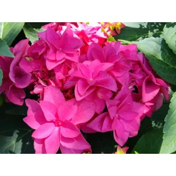 Sazenice Hortenzie velkolistá 'Francy Hot Pink'® Balení: kontejner p12