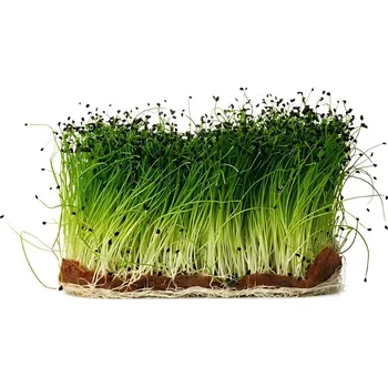 Semeno SEMO Cibule kuchyňská Globo, semínka na klíčení - pro pěstování microgreens, 100g