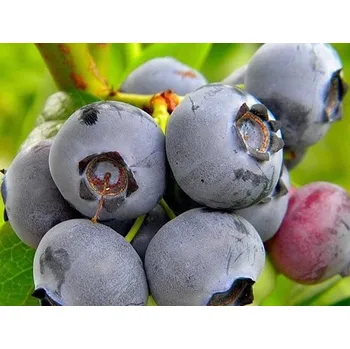 Sazenice Kanadská borůvka 'Spartan' Balení: kontejner p9