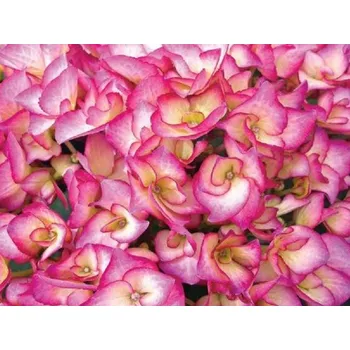 Sazenice Hortenzie velkolistá Saxon® 'Gräfin Cosel' Balení: kontejner p12