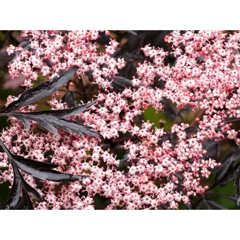 Sazenice Bez černý 'Black Lace' Balení: kontejner p9