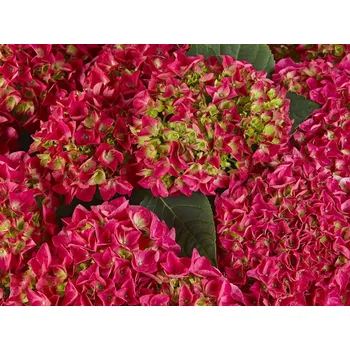 Sazenice Hortenzie velkolistá Saxon® 'Bright Red' Balení: kontejner p12