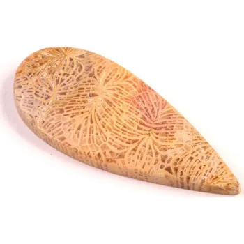 Sběratelství Kabošon Fossil Coral č.5431 (47x19x6mm)