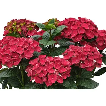 Sazenice Hortenzie velkolistá 'Rana' PBR Balení: kontejner p12