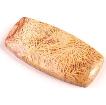 Sběratelství Kabošon Fossil Coral č.5440 (38x19x6mm)