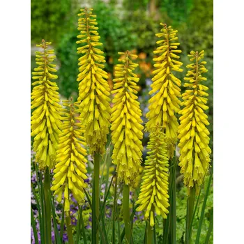 Sazenice Mnohokvět 'Sunningdale Yellow' - Kniphofia 'Sunningdale Yellow' Balení: kontejner p12