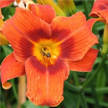 Cibulovina DENIVKA ´HOLIDAY DELIGHT´ kont. 1,5L