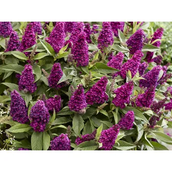 Sazenice Komule Davidova Butterfly Candy 'Little Magenta' Balení: kontejner p9