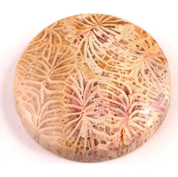 Sběratelství Kabošon Fossil Coral č.5425 (27x6mm)