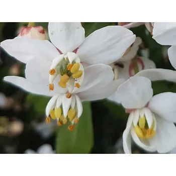 Sazenice Choisie/mexický pomerančovník 'Greenfingers' Balení: kontejner p9