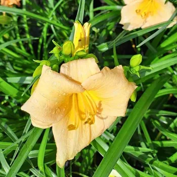 Sazenice Hemerocallis x Mini Pearls