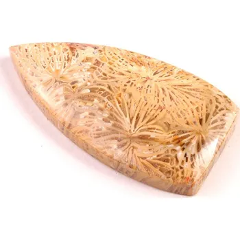 Sběratelství Kabošon Fossil Coral č.5439 (43x21x7mm)