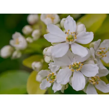 Sazenice Choisie/mexický pomerančovník 'Tiny Dancer' Balení: kontejner p9