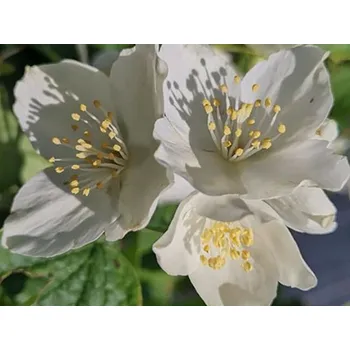 Sazenice Pustoryl 'Bouquet Blanc' Balení: kontejner p9