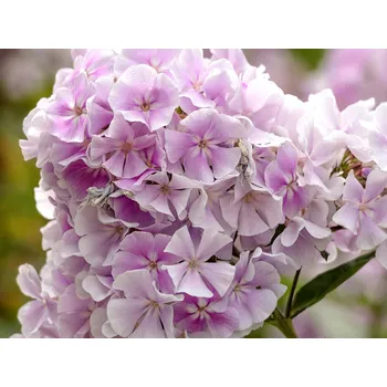 Sazenice Plaménka latnatá 'Franz Schubert' - Phlox paniculata 'Franz Schubert' Balení: kontejner p12
