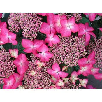 Sazenice Hortenzie velkolistá 'Selina' Balení: kontejner p12