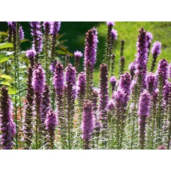 Levandule-online.cz Šuškarda klasnatá fialová
