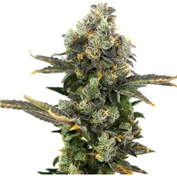 Semeno Elev8 Seeds - King Cone 3 ks