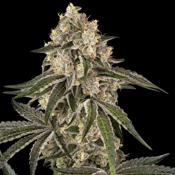 Semeno Sensi Seeds - Sunset Peach 5 ks