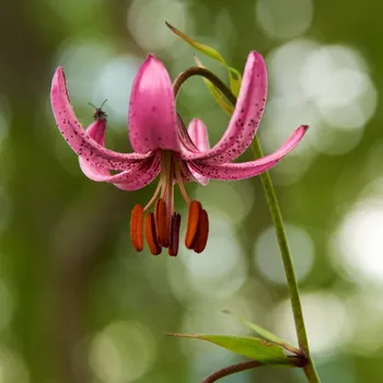 Sazenice Lilie Martagon Manitoba - Lilium - cibule lilií - 1 ks