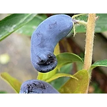 Sazenice Zimolez kamčatský 'Atut' Balení: kontejner p9