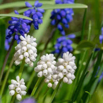 Sazenice Směs modřenců - Muscari mix - cibule modřenců - 15 ks