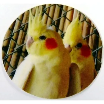 VIZINGR Korely MAXI logo