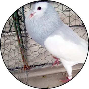 VIZINGR Stavák MAXI logo L2č.191