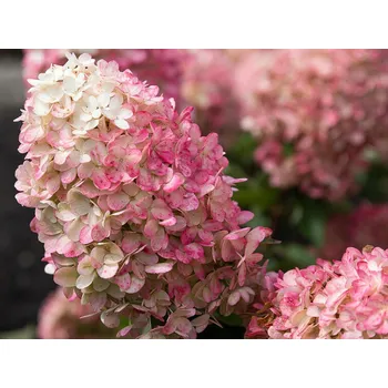 Sazenice Hortenzie latnatá LIVING RASPBERRY PINK 'LCNO10' Balení: kontejner p12