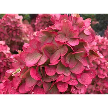 Sazenice Hortenzie latnatá 'Bonfire®' Balení: kontejner p9