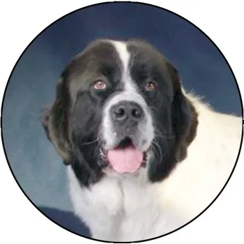 VIZINGR Landseer MINI logo L1č.200