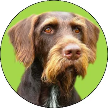 VIZINGR Český fousek MINI logo L1č.132