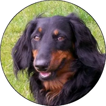 VIZINGR Jezevčík dlouhosrstý MINI logo