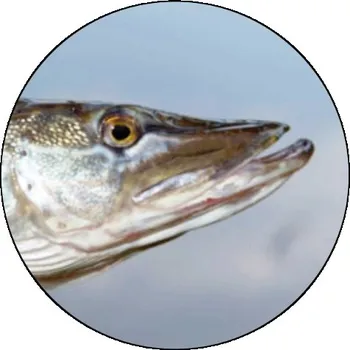 VIZINGR Štika MAXI logo L2č.209