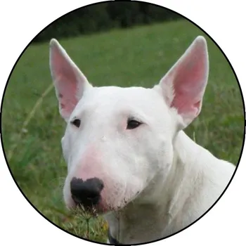 VIZINGR Bulteriér MAXI logo L2č.146