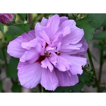 Sazenice Ibišek syrský 'Ardens' Balení: kontejner p9