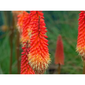 Sazenice Mnohokvět 'Alcazar' Balení: kontejner p12