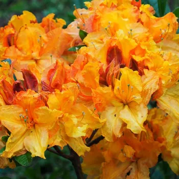 Sazenice AZALKA XXL ´EWA-ROZA´ kont. 2litry