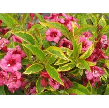 Sazenice Vajgélie květnatá 'Brigela' PBR French Lace Balení: kontejner p9