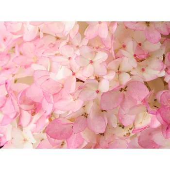 Sazenice Hortenzie latnatá 'Magical Andes®' Balení: kontejner p9