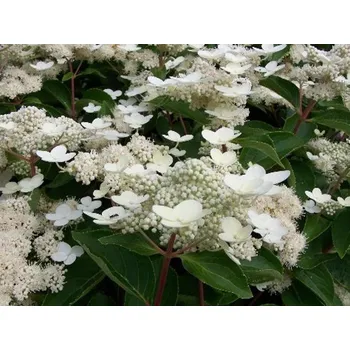 Sazenice Hortenzie latnatá 'Dharuma' Balení: kontejner p9