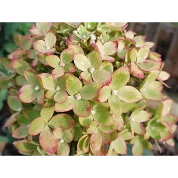 Sazenice Hortenzie latnatá 'Bee Green' PBR Balení: kontejner p12