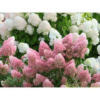 Sazenice Hortenzie latnatá 'Magical Candle®' Balení: kontejner p9