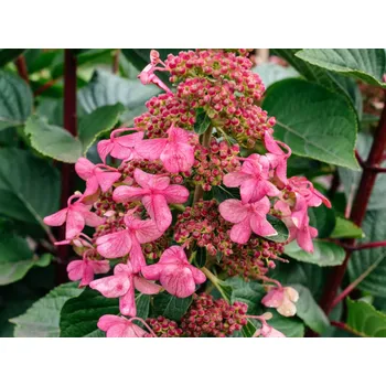 Sazenice Hortenzie latnatá Living 'Infinity'® 'LCNO9' Balení: kontejner p12