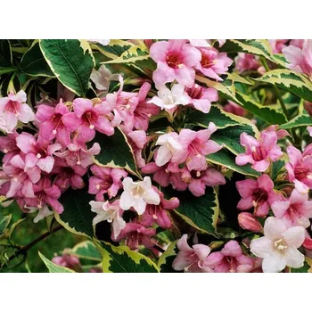 Sazenice Vajgélie květnatá 'Nana Variegata' Balení: kontejner p9